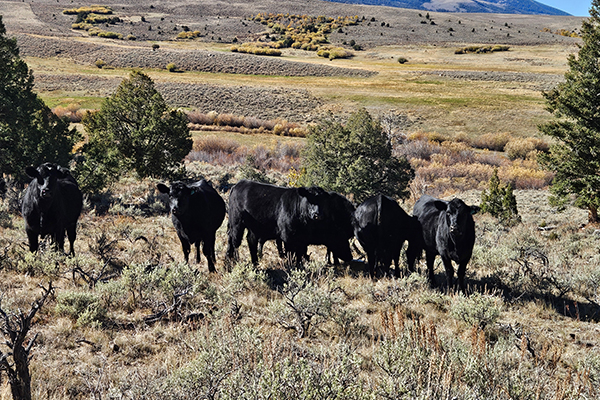 The Ranch at Timber Creek