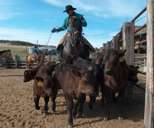wiley_ranch-1