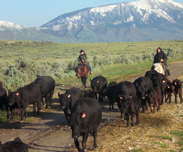z_bar_cow-4